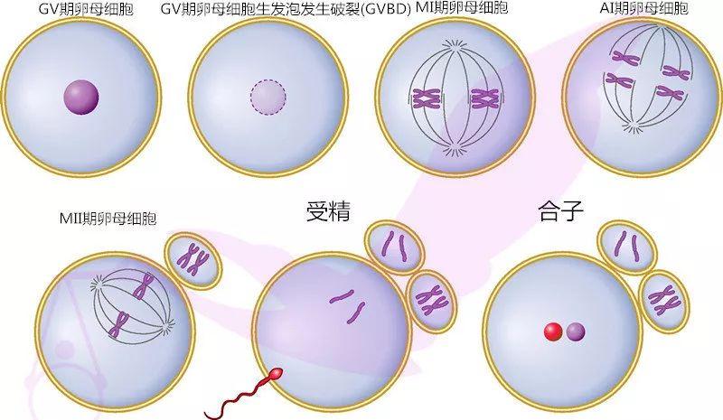 供卵和自卵哪个成功率高_供卵和自卵:哪个成功率更高?